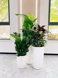 超专业的植物出租，就在宁波杭州湾