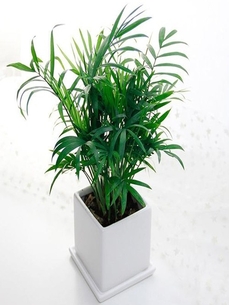 杭州湾花卉租摆公司 杭州湾花卉租摆公司